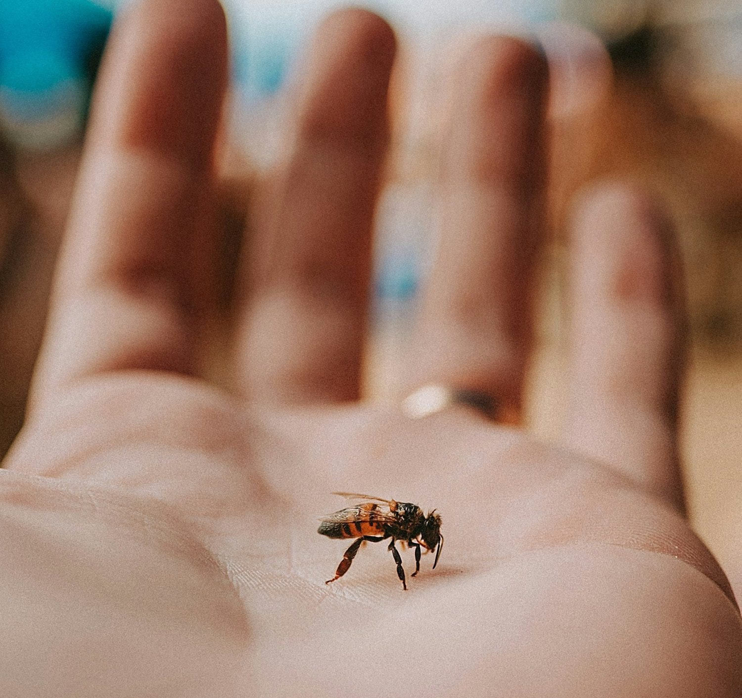 Bienenstichalergie